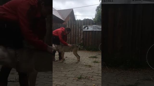 Февраль отрабатывает кувырок смотреть онлайн