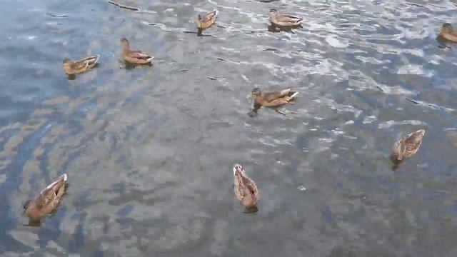 Мои будни! Прогулка в парке.Готовые #носкисолдату отнесла организатору Акции.Уфа 24.08.23год. смотреть онлайн