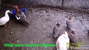 Выгодно ли содержать уток?