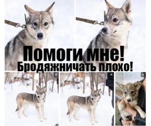 Снежа из МП г.Перми