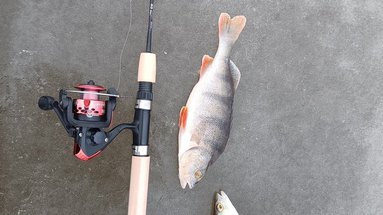 Диалоги о рыбалке открытие зимнего сезона 2022 Котсрома смотреть онлайн