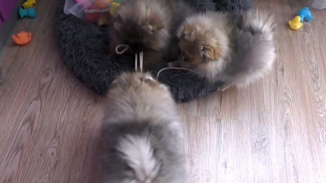 Щенкам шпица 83 дня. Померанский шпиц грызет коробку. Щенки играют с веревкой