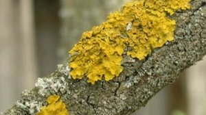 Лишайники на деревьях. Избавляемся от лишайников.