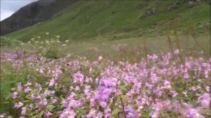 Это Самые Красивые Цветочные Поля и Парки Мира