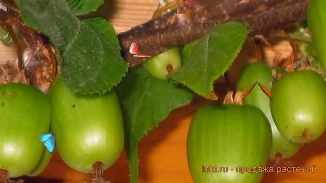 Актинидия аргута Таежный дар ? обзор: как сажать, саженцы актинидии Таежный дар смотреть онлайн