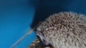 Носики-курносики🦔❤🦔😍