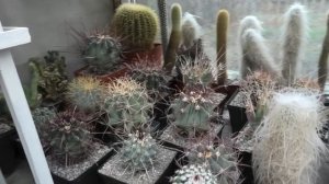 Что делать с кактусами зимой? Зимнее содержание суккулентов.