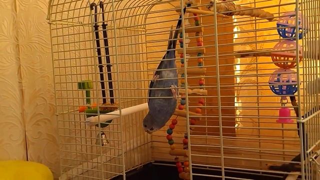 Как приручить волнистого попугая._Приручение Волнистого Попугая_ _Parrot_Parakeet