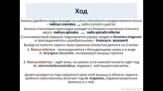 Двигательные черепные нервы. Добавочный нерв (Виллизиев нерв) XI пара ЧМН (nervus Accessorius)