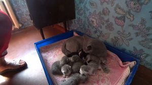 СОБАКИ ЗАГРЫЗЛИ МАМУ КОШКУ,КОТЯТА ОСТАЛИСЬ ОДНИ.