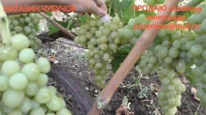 Виноград Тасон- ультраранний с роскошным мускатом (участок Пузенко Натальи Лариасовны)
