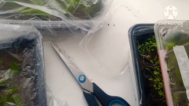 Как правильно проводить пикировку петуньи. смотреть онлайн