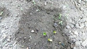 инсектицид (Эсперо) для протравки почвы под арбуз,действие на всходы!