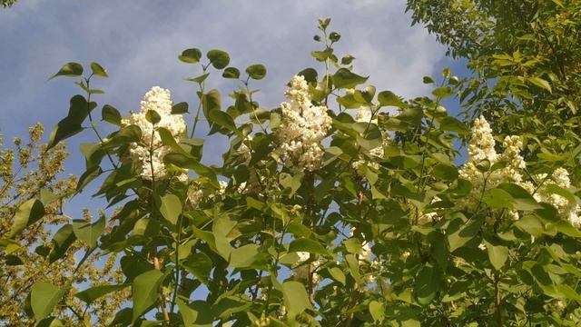 5 признаков на лице расскажут о болезни... Как по лицу определить болезнь. смотреть онлайн