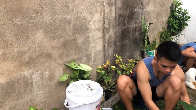 Repotting | Syngonium | Coleus | Philodendron | Alocasia | Pothos | care tips