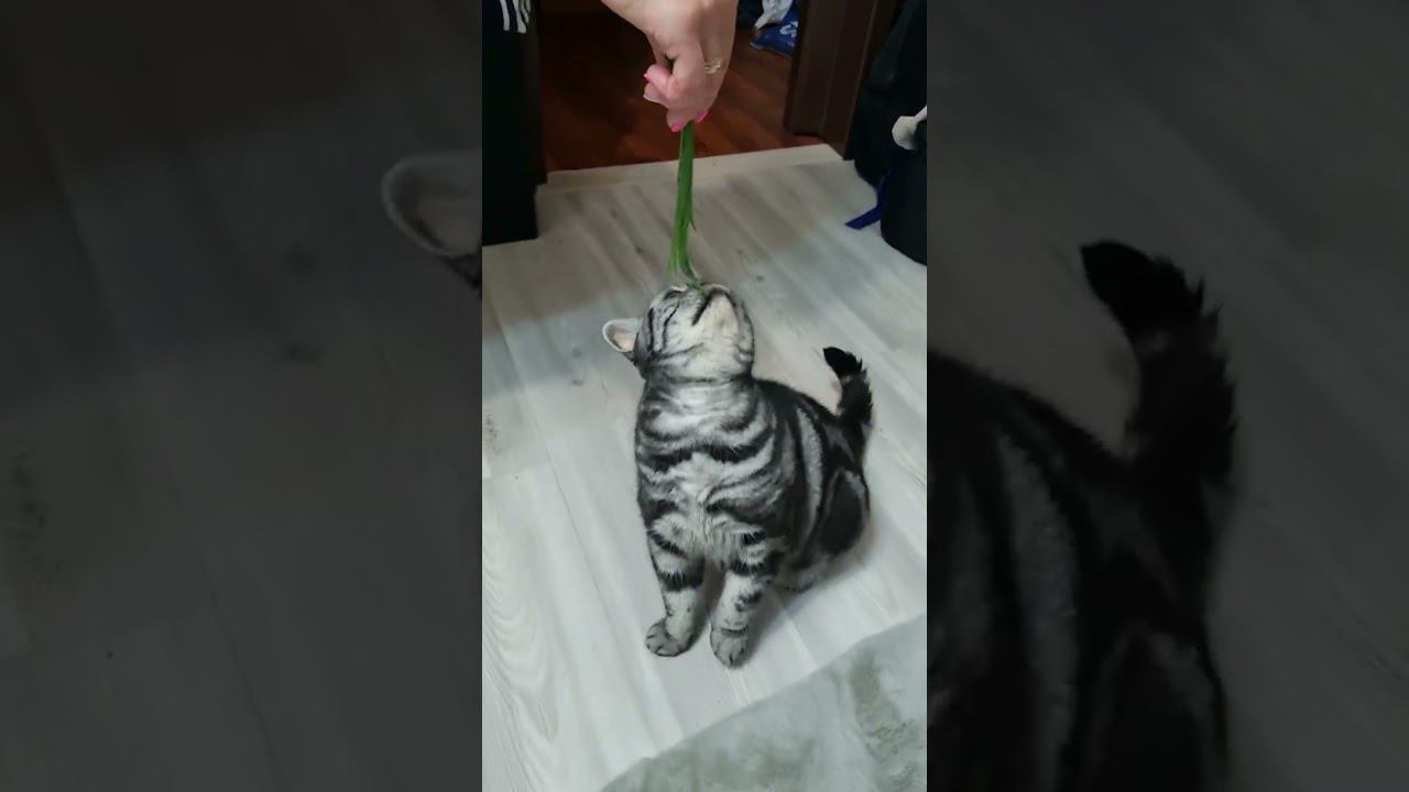Кот из цирка!