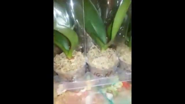 подробно о каждой орхидейки , пересаженных в цеофлору 20.02.18 для продажи смотреть онлайн