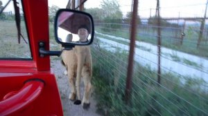 Конвоируем льва  Гека с территории Марселя после не удачного нападения