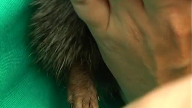 Ручной ежик смотреть онлайн