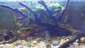 Аквариум с Королевским крабом , Ктенопомами , водоролеедами.