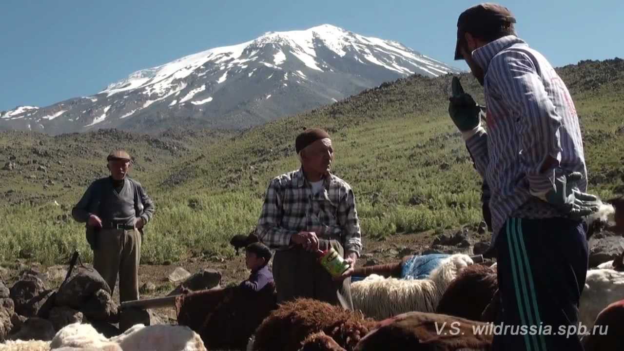Восхождение на Арарат, стрижка овец, курды. Climb to Mt Ararat, sheep, kurds