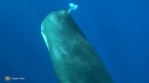 Самые Большие Животные в Океане — Сравнение Размеров