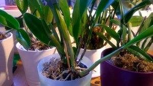 Мой уход за орхидеями Каттлея