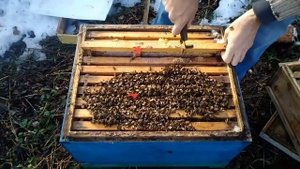 Зимовка пчел без потерь. Что будет если поднять утепление пчел зимой в улье