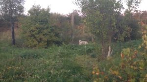 Первая течка у западносибирской лайки!