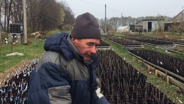 Розсадник черенков груши, шелковицы, голубики, Смородины, черешни, яблок смотреть онлайн