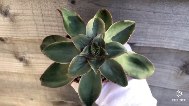 Echeveria Salsa Verde смотреть онлайн
