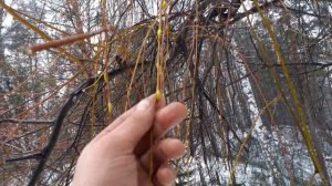 Ива белая плакучая в ноябре. Небольшой обзор.