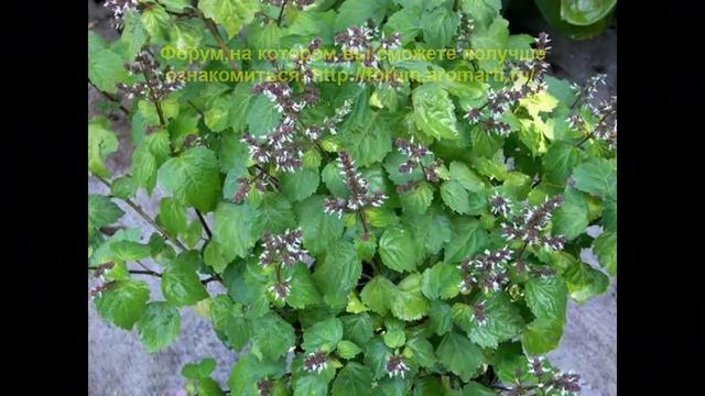 Почему некоторые эфирные масла быстро испаряются, а другие нет смотреть онлайн