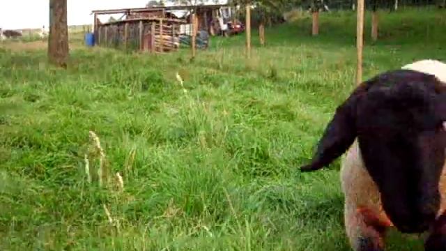 Suffolk sheep ram смотреть онлайн