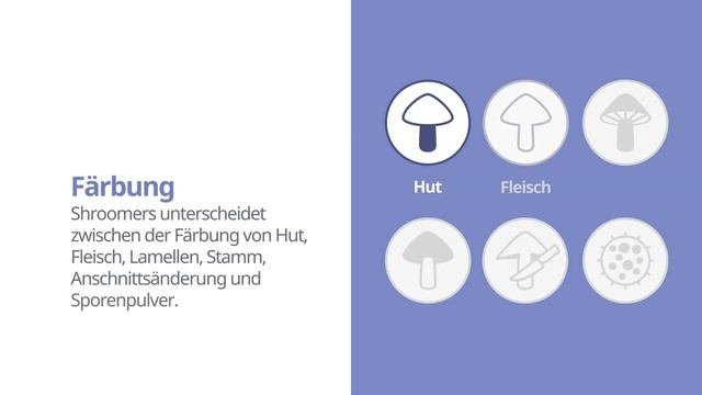 Kegelhütiger Knollenblätterpilz (Amanita Virosa) | Färbung | Praktisches Kurzprofil | Shroomers