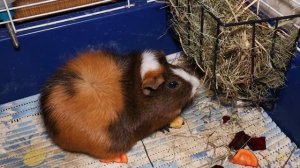 Морская свинка и кролик в одной клетке. Морские свинки и другие животные