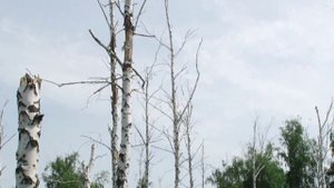 Во поле берёза стояла