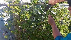 Правильная обрезка клематисов летом!