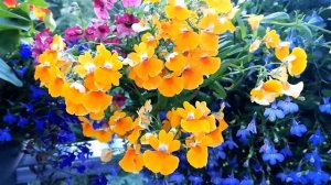 Немезия на балконе. Сбор семян. Конец  июля