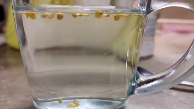 Как проверить семена перца на всхожесть/Проращивание семян/Срок годности семян/Подготовка к посеву смотреть онлайн