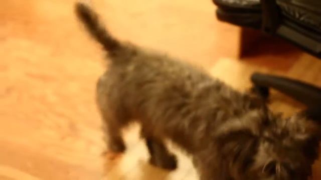 Glen of Imaal Terrier - Playing with bottle смотреть онлайн