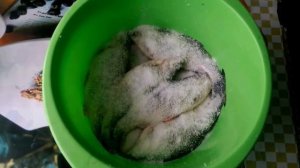 Как солить и вялить плотву 1 серия