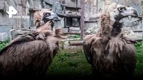 Суровые черные грифы бродят по Московскому зоопарку / РЕН Новости