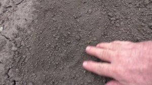 Как сеять семена лука (чернушку) для выращивания лука севка