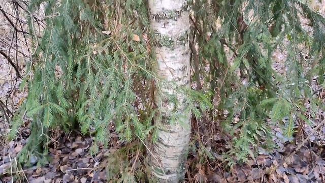 Поездка в осенний лес за еловым лапником смотреть онлайн