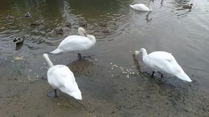 Белые лебеди