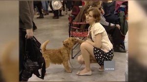 Керн-терьер - золотая середина между чёрным и белым в группе коротконогих терьеров