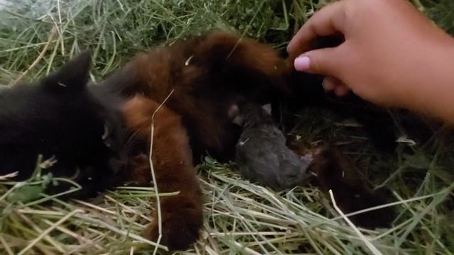 МИГЕРА РОДИЛА ЧЕТВЕРО КОТЯТ. ОТМЕЧАЕМ ДЕНЬ РОЖДЕНИЯ ЖЕНИ. НОЧУЕМ НА ДАЧЕ. 29.06.23 смотреть онлайн