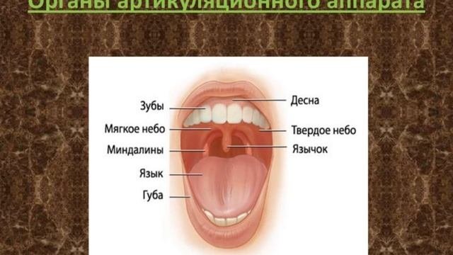 Артикуляционная гимнастика как основа правильного звукопроизношения