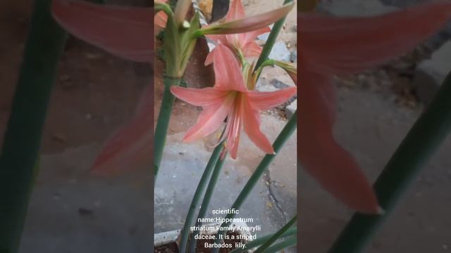 Scientific name:Hippeastrum striatum,Family :Amaryllidaceae